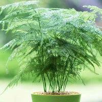 Asparagus Fern Asparagus Setaceus – Ornamental House Plant Seeds