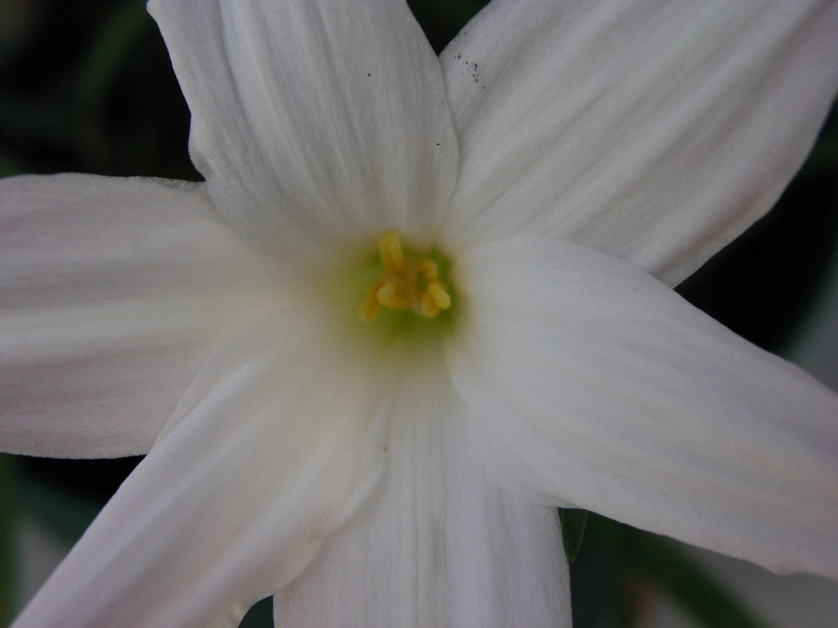 Rain Lily Zephyranthes Norma Pearl Habranthus - Flower Seeds