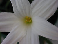 Rain Lily Zephyranthes Norma Pearl Habranthus - Flower Seeds