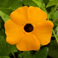 Black Eyed Susan Vine – Hardy Wildflower Seeds