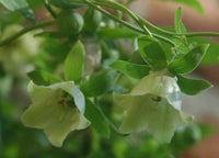 Codonopsis Dang Shen Codonopsis Pilosula Bonnet Bellflower Perennial –