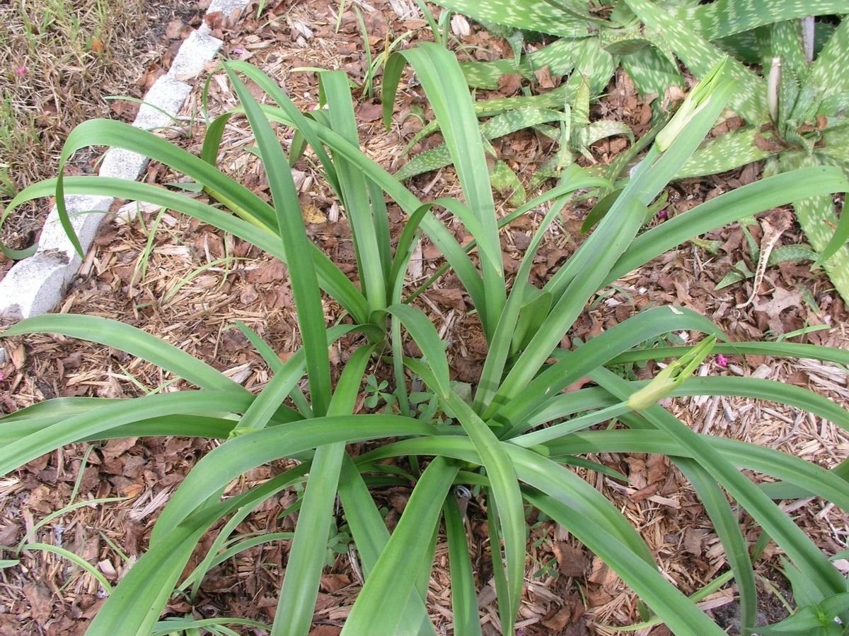 Hymenocallis Large Blooming-Size Bulb