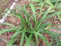 Hymenocallis Large Blooming-Size Bulb