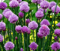Chives Allium Schoenoprasum – Culinary Herb Vegetable Seeds