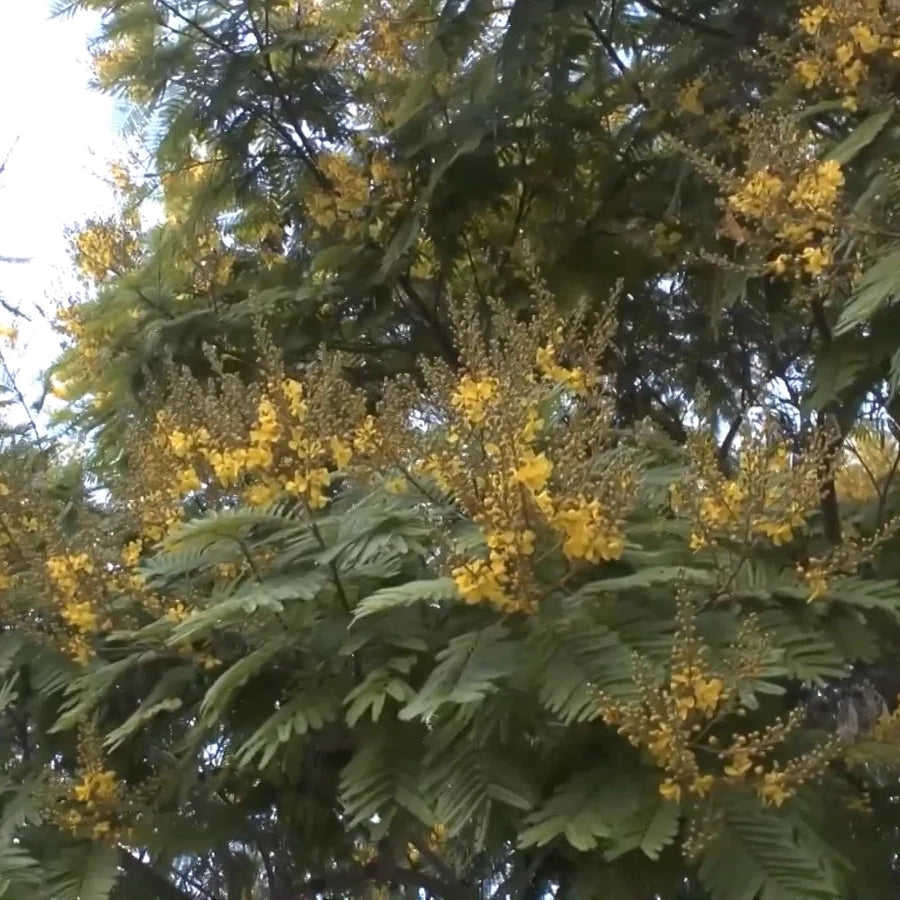 Peltophorum Pterocarpum – Copper Pod Fragrant Tree Seeds