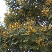 Peltophorum Pterocarpum – Copper Pod Fragrant Tree Seeds