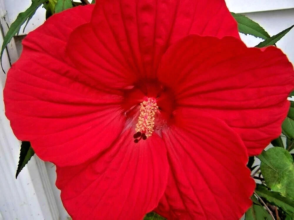Luna Red Swamp Mallow Hibiscus Moscheutos Perennial Flower Seeds