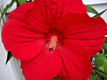 Luna Red Swamp Mallow Hibiscus Moscheutos Perennial Flower Seeds