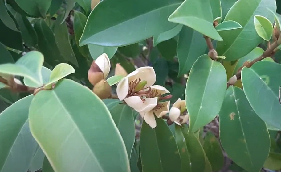 Magnolia Figo – Fragrant Cold Hardy Shrub Flower Seeds