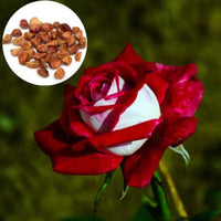 Tree Rose – White and Red Perennial Flower Seeds