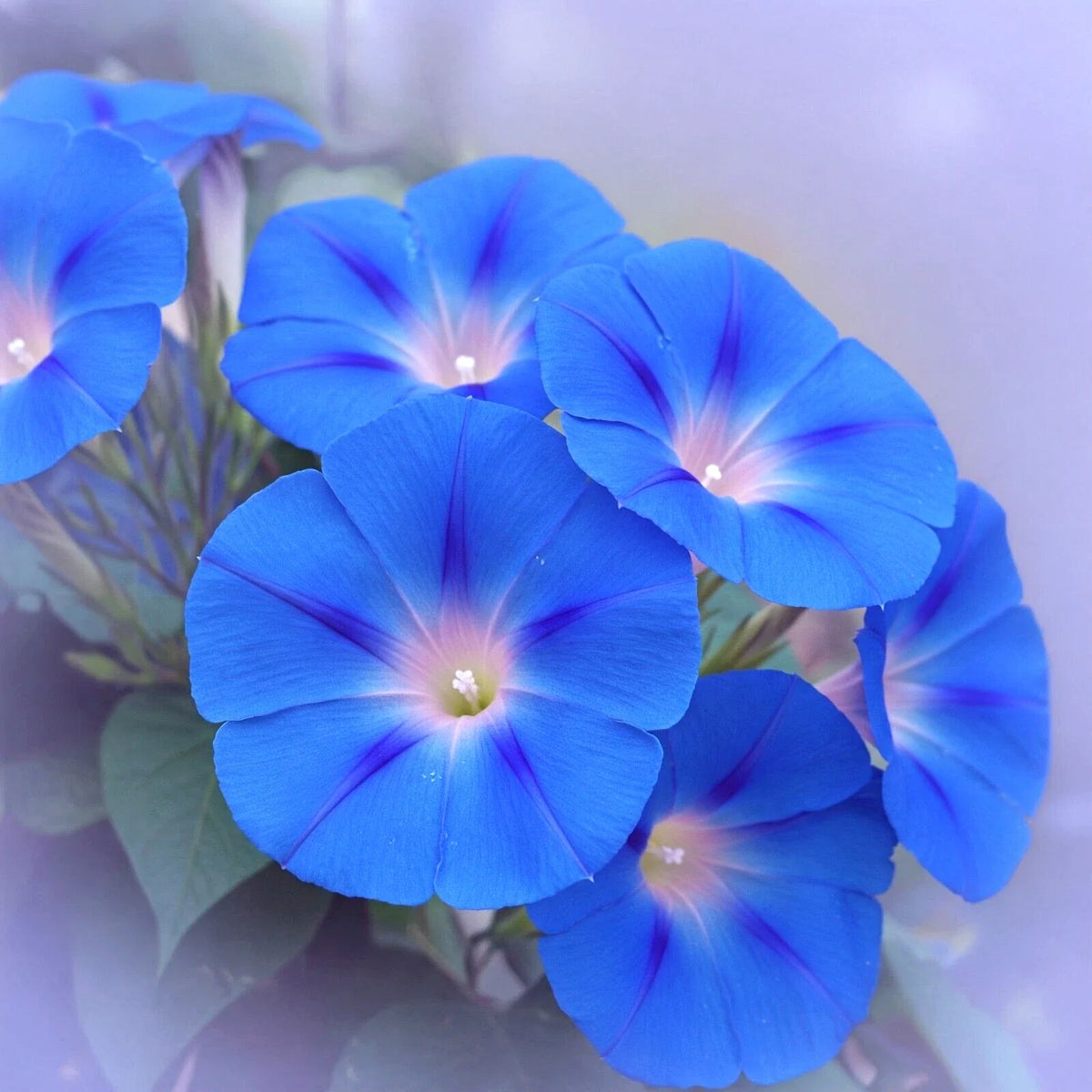 Ipomoea tricolor climbing flower vine growing along a garden trellis