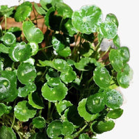 Hydrocotyle Leucocephala Pennywort Aquarium Plant Seeds for Planting