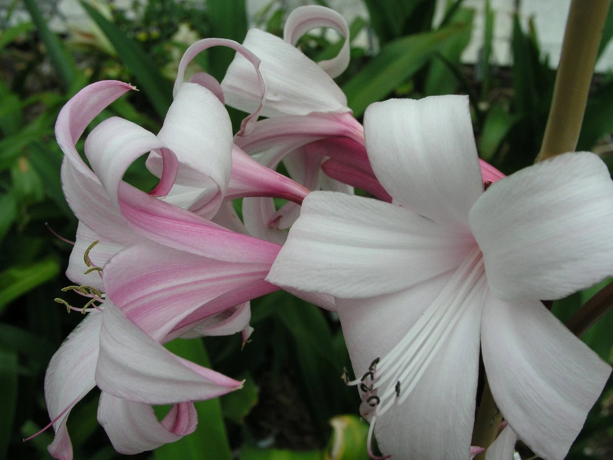 Crinum Lily Peachblow – Fragrant Fruit Seeds