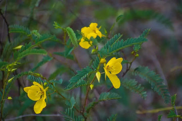 Partridge Pea For Planting – Vegetable Seeds High Yield – Product Image