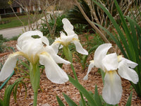 Bearded Iris White Two Rhizomes - Flower Seeds
