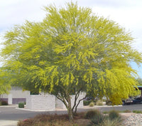 Parkinsonia Aculeata Seeds Mexican Palo Verde Shrub Tree Jerusalem Thorn – Hardy Flower Seeds