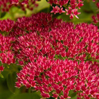Perennial Sedum Summer Glory Flower Seeds for Planting