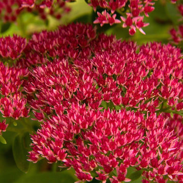 Perennial Sedum Summer Glory Flower Seeds for Planting