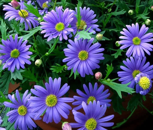 Brachycome Blue Splendor Brachycome Iberidifolia – Garden Flower Seeds