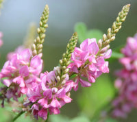 Chinese True Indigo Indigofera Pseudotinctoria – Ground Cover Shrub Seeds