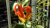 Glory Vine Gloriosa Superba – Climbing Flame Lily Garden Flower Seeds