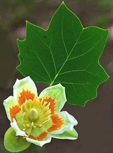 Tulip Poplar Seeds For Planting Fast Growing Tree With Tulip Shaped Flowers Image