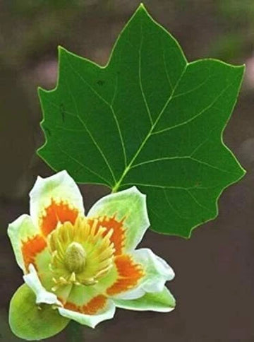 Tulip Poplar Seeds For Planting Fast Growing Tree With Tulip Shaped Flowers Image