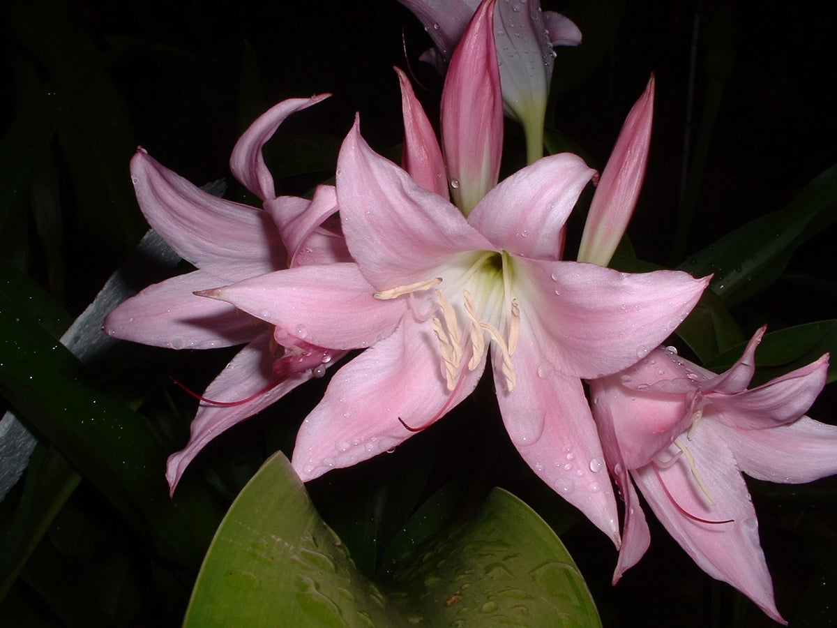 Crinum Lily J – Garden Flower Seeds for Planting