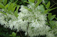 Chionanthus Virginicus Tree – Flower Seeds