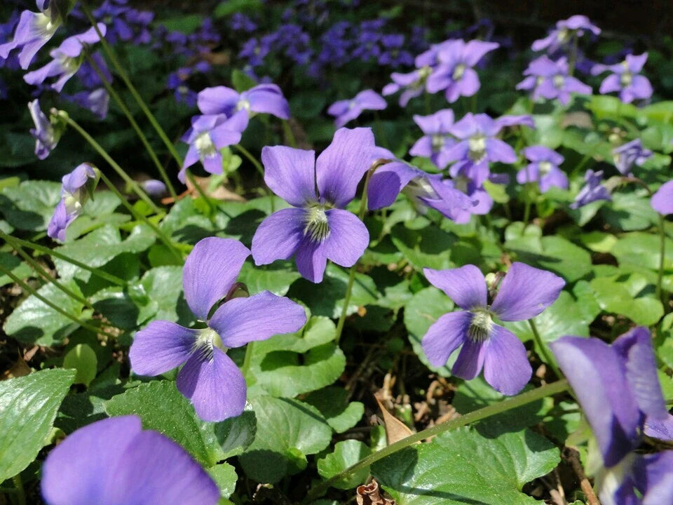 Freckled Blue Violet Viola Sororia – Native Perennial Flower Seeds