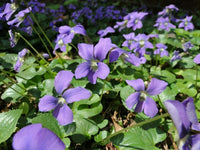 Freckled Blue Violet Viola Sororia – Native Perennial Flower Seeds