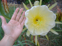 Dragon Fruit Pitaya – Fruit Garden Seeds with Spectacular Flowers