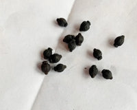 Four OClock Bi-Color Mixed – Perennial Garden Flower Seeds