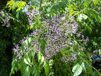 Melia Azedarach Fragrant Persian Lilac Shade Tree Seeds