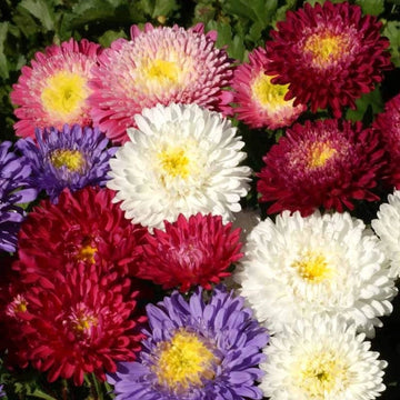 Powder Puff China Aster – Colorful Wildflower Garden Seeds
