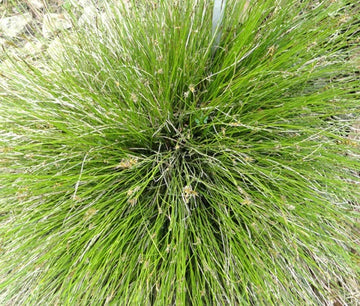 Sedge Bath Carex Davalliana – Ornamental Grass Seeds
