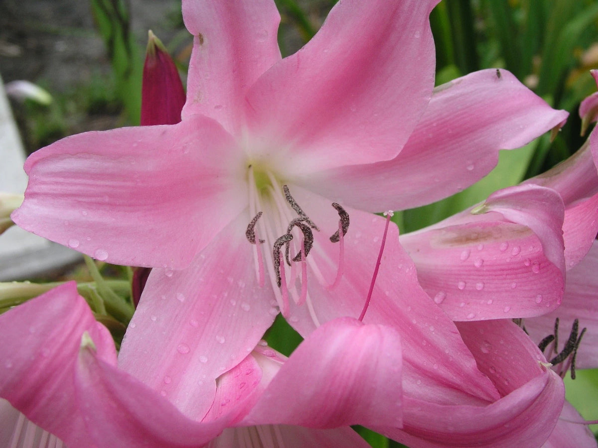 Crinum Lily Worsleyi Medium-Size Bulb New