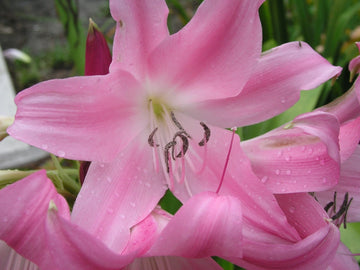 Crinum Lily Worsleyi Medium-Size Bulb New