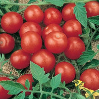 Tiny Tim Bonsai Tomato Dwarf Heirloom Seeds for Planting