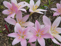 Rain Lily Zephyranthes – Mixed Flower Seeds