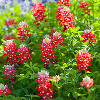 Texas Bluebonnet Lupinus Texensis – Maroon Red Flower Seeds