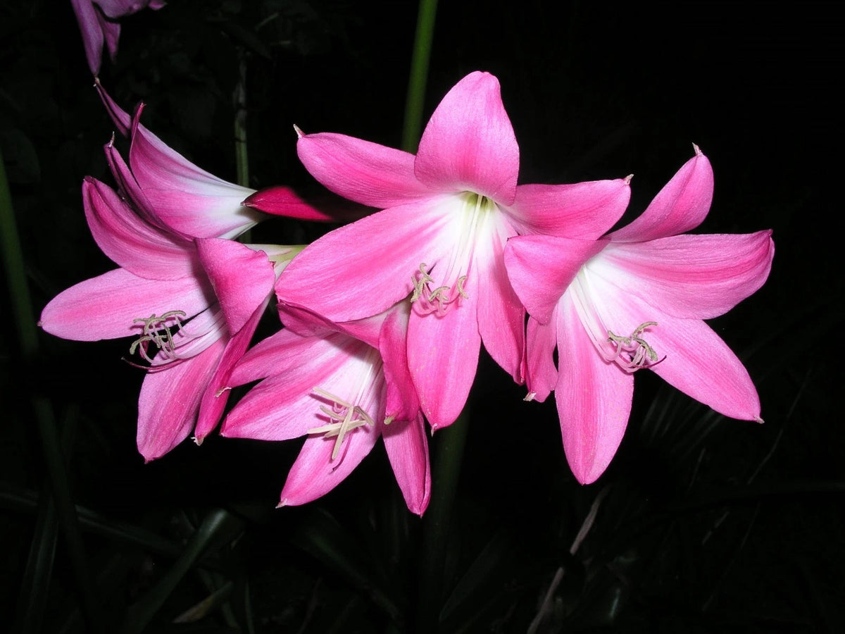 Crinum Lily Bradley Small-Size Bulb New