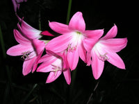 Crinum Lily Bradley Small-Size Bulb New