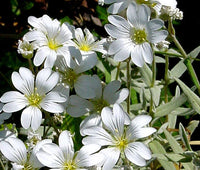 Snow In Summer Cerastium Tomentosum – Hardy Groundcover Flower Seeds