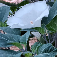Moonflower Datura Fragrant White Night-Blooming Flower Seeds