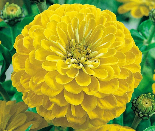 Zinnia Canary Bird Zinnia Elegans – Bright Colorful Garden Flower Seeds