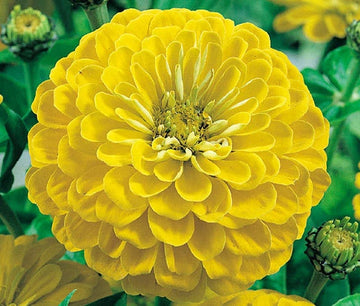 Zinnia Canary Bird Zinnia Elegans – Bright Colorful Garden Flower Seeds