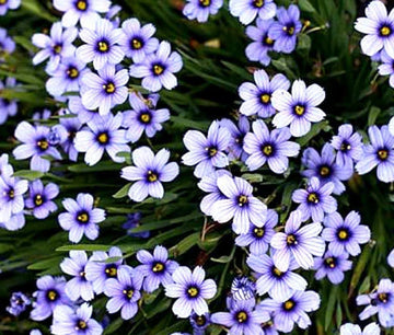 Blue Eyed Grass Sisyrinchium Bellum – Hardy Wildflower Garden Seeds