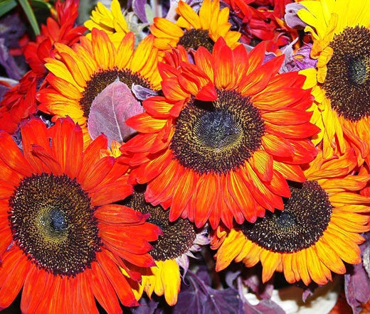 Sunflower Helianthus Annuus – Autumn Beauty Garden Flower Seeds