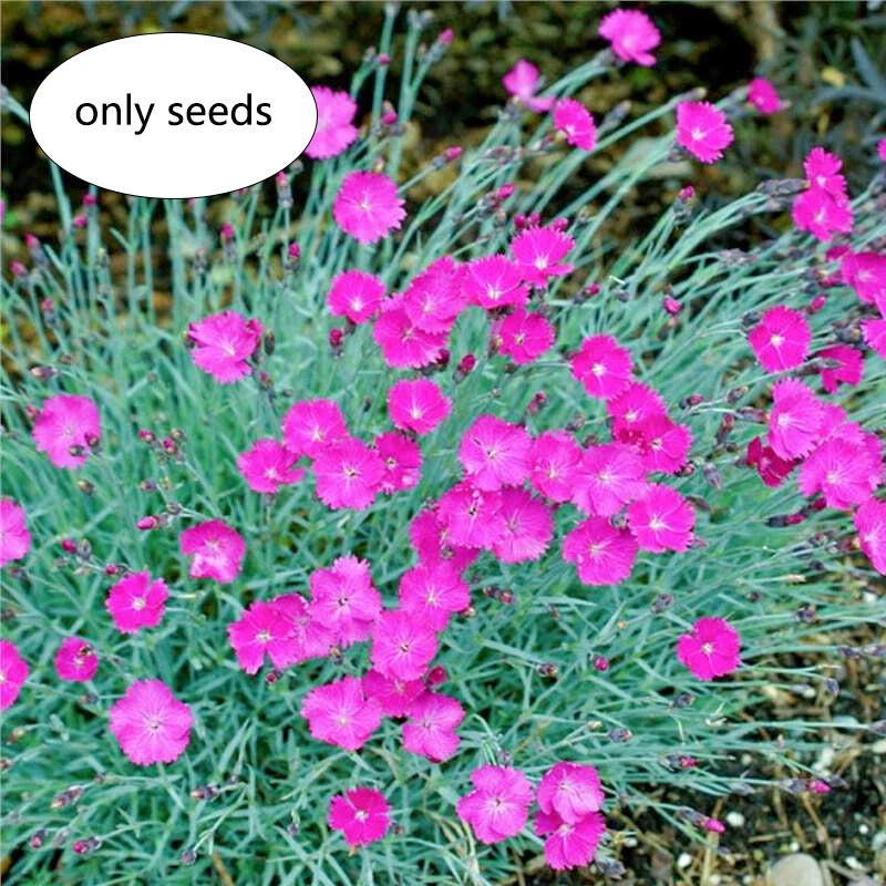Dianthus Caryophyllaceae Flower Seeds - Flower Seeds